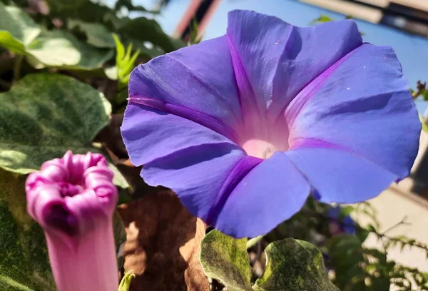 Schöne Blumen Garten — Stockfoto