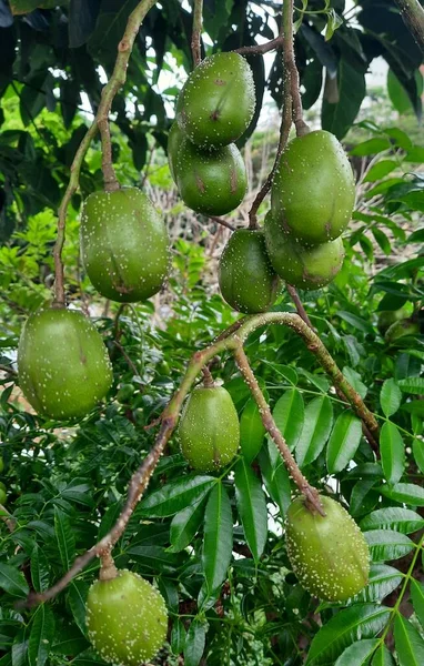 Zelený Banánový Strom Ovocem — Stock fotografie