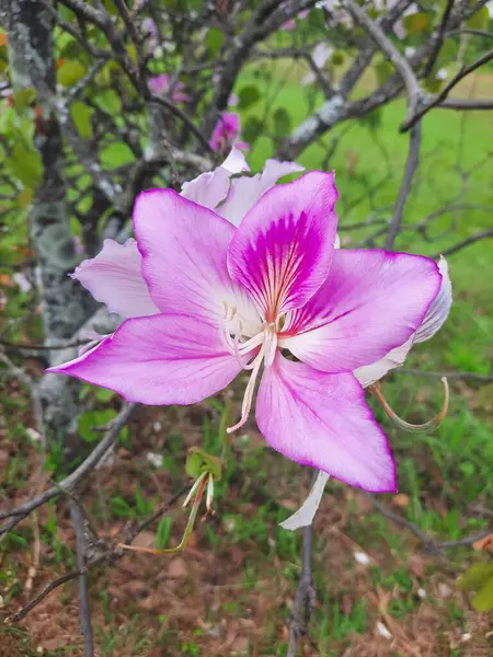 Hermosa Flor Rosa Jardín — Foto de Stock