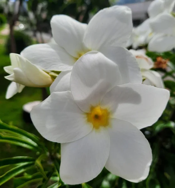 Flor Orquídea Blanca Jardín — Foto de Stock