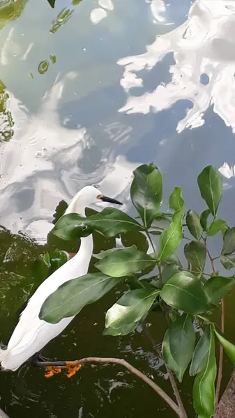Bahçedeki güzel nilüfer çiçeği