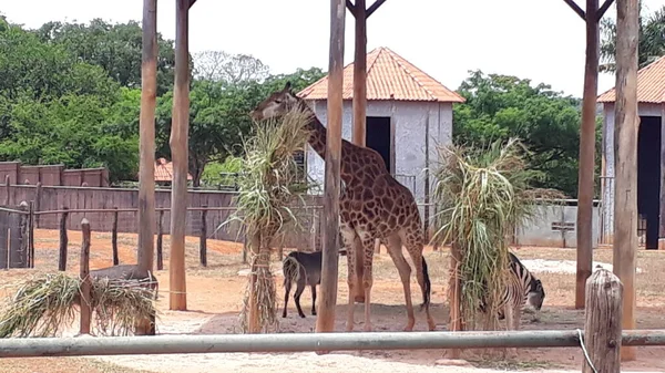 Giraffe Zoo — Stockfoto