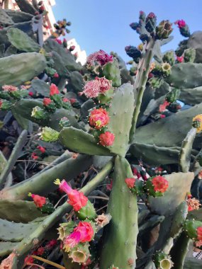Güzel botanik fotoğrafı, doğal duvar kağıdı.