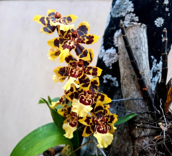 Güzel botanik fotoğrafı, doğal duvar kağıdı.