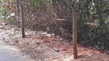 Bahçede küçük bir ağaç