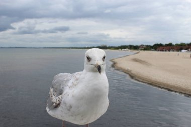 Bir martının fotoğrafı denizin arka planına karşı..