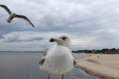 Bir martının fotoğrafı denizin arka planına karşı..