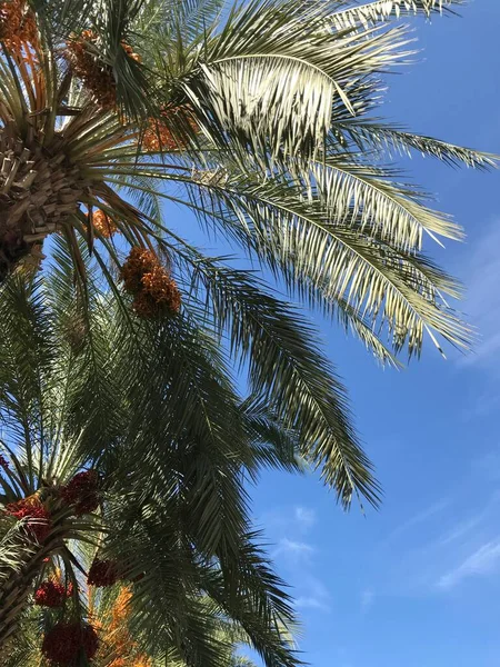 Fond Naturel Cocotier Sur Plage Tropicale Ciel Bleu — Photo