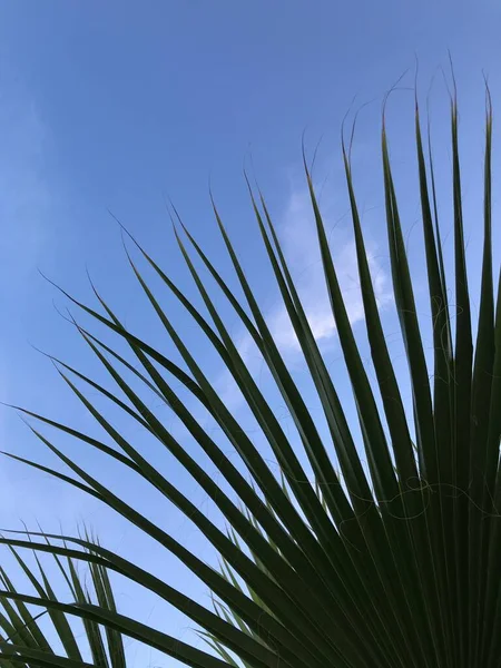 Hindistan Cevizi Palmiyesinin Doğal Arka Planı Tropikal Plaj Mavi Gökyüzünde — Stok fotoğraf