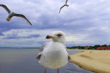 Bir martının fotoğrafı denizin arka planına karşı.