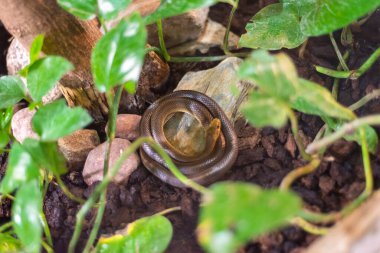 Polonya 'da Aesculapian yılanı Zamenis longissimus. Zamenis longissimus