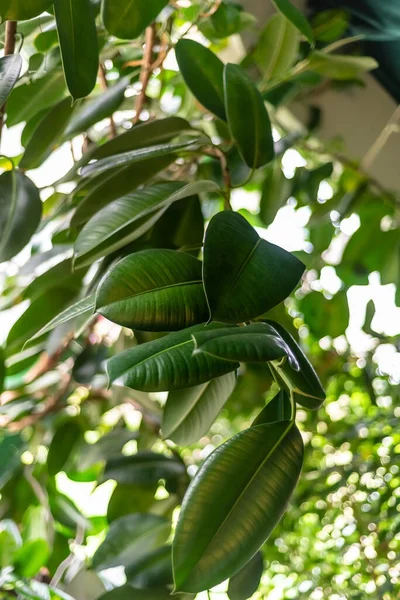 Tropical banana leaf texture in garden, abstract green leaf, large palm foliage nature dark green background. Big green banana leaves