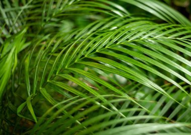 tropik palmiye yaprağı arkaplanı, hindistan cevizi palmiye ağaçları perspektifi görünümü