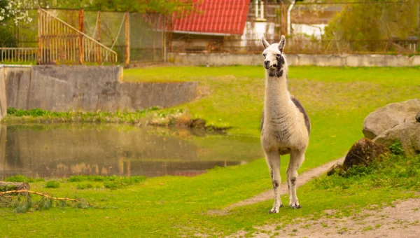 Portrait Lama Sur Fond Vert Naturel Extérieur Portrait Lama — Photo