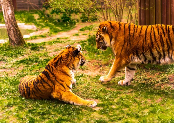 Bengal Tiger Chinese New Year 2022 Simbol Beautiful Bengal Tigers —  Fotos de Stock