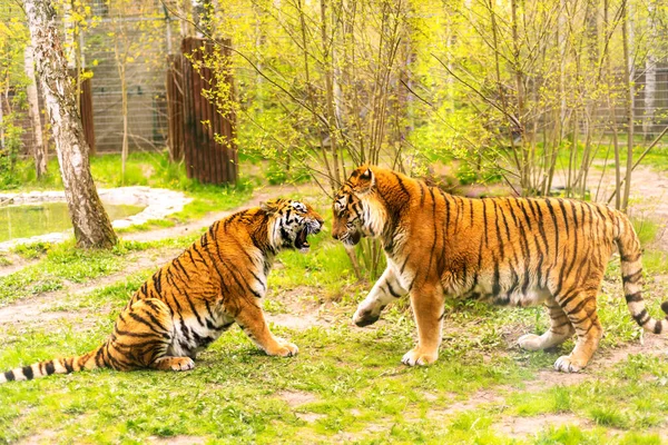 Bengal Tiger Chinese New Year 2022 Simbol Beautiful Bengal Tigers — 图库照片