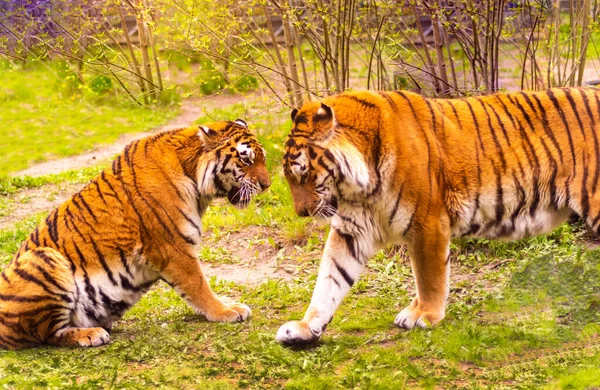 Bengal tiger. Chinese New Year 2022 simbol. Beautiful bengal tigers at zoo