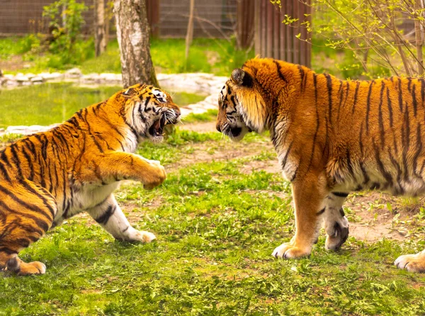 Bengal Tiger Chinese New Year 2022 Simbol Beautiful Bengal Tigers —  Fotos de Stock