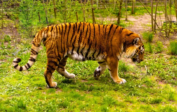 Bengal Tiger Chinese New Year 2022 Simbol Beautiful Bengal Tigers — Foto de Stock