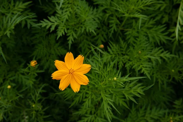 緑色の背景に黄色いスターバースト花を咲かせます 緑の葉を持つ花の自然背景 — ストック写真