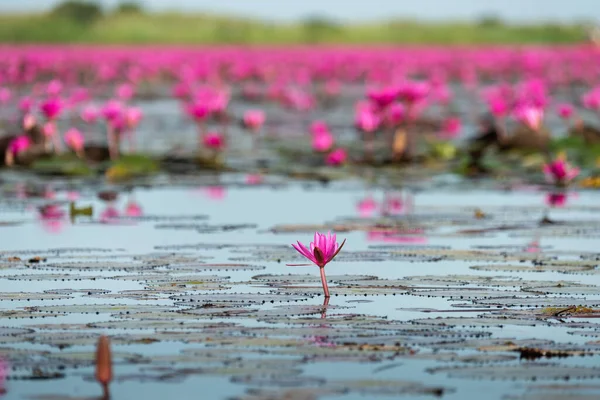 The sea of Red Lotus (Pink water lilies lake) - Beautiful Nature Landscape red Lotus sea in the morning with fog blurred background in the bright dayat Kumphawapi, Udonthani province, Thailand.