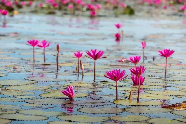 Θάλασσα Από Κόκκινο Lotus Ροζ Κρίνοι Νερού Λίμνης Όμορφο Τοπίο — Φωτογραφία Αρχείου