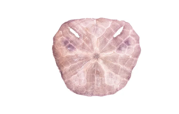 海胆壳在白色背景上与剪切线隔离 — 图库照片