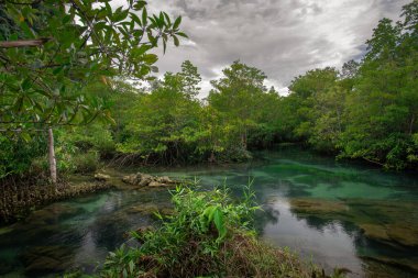 Mangrov ağaçları akarsudaki turkuaz yeşil su boyunca uzanıyor. Tayland 'ın Krabi eyaletindeki mangrov ormanları