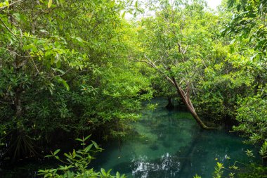Mangrov ağaçları akarsudaki turkuaz yeşil su boyunca uzanıyor. Tayland 'ın Krabi eyaletindeki mangrov ormanları