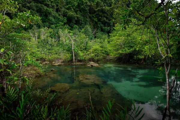 Mangrove Trees Turquoise Green Water Stream Mangrove Forests Krabi Province — Stock Photo, Image