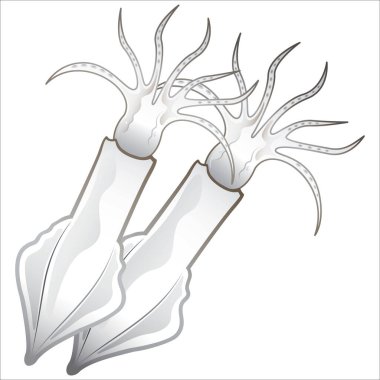 Beyaz arka planda izole edilmiş taze mürekkep balıklarının vektör çizimi 