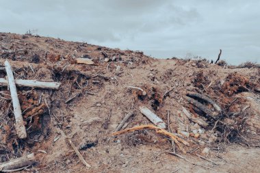 Pontypool Yeşil Göl Bölgesi Ağaçları Kesme Günü Yaz Günü