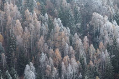 Donmuş ormanın kış manzarası