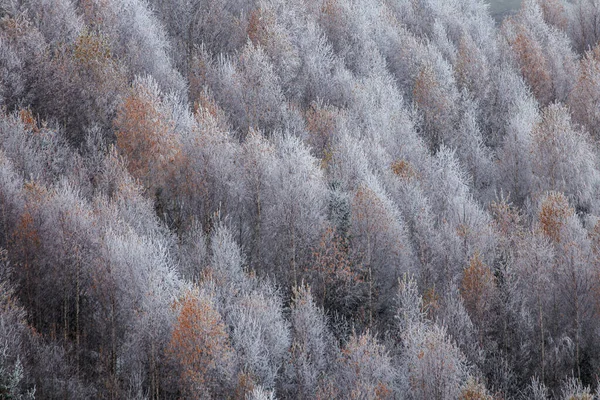 Vinterlandskap Den Frusna Skogen — Stockfoto