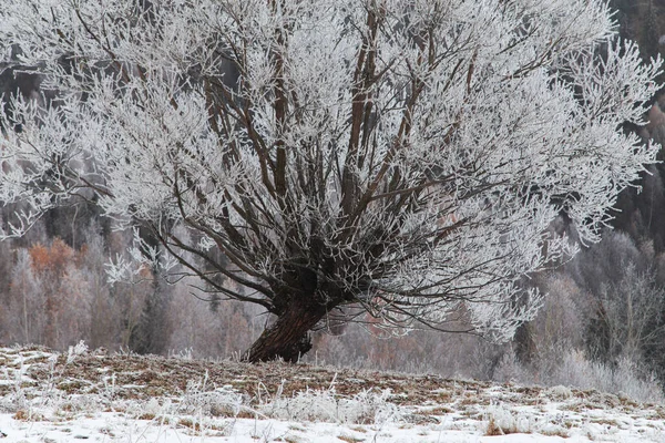 Paisaje Invernal Del Bosque Congelado — Foto de Stock