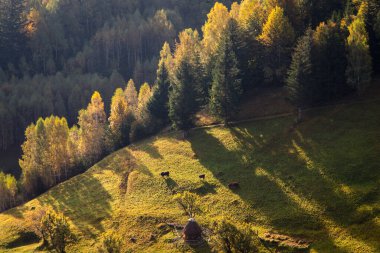 Autumn in the Romanian village. Rural landscape in the Carpathian Mountains, Romania