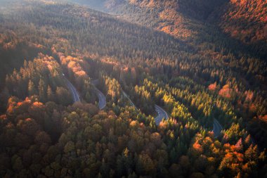 Aeria autumn view of the mountain road crossing a beautiful pine and deciduous forest