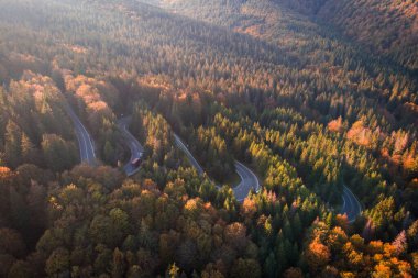 Aeria autumn view of the mountain road crossing a beautiful pine and deciduous forest