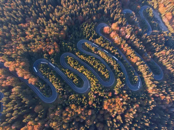 Aeria autumn view of the mountain road crossing a beautiful pine and deciduous forest