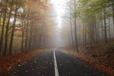 Aeria autumn view of the mountain road crossing a beautiful pine and deciduous forest