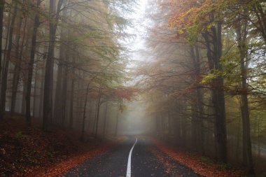 Aeria autumn view of the mountain road crossing a beautiful pine and deciduous forest