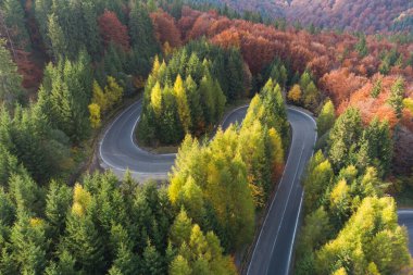 Aeria autumn view of the mountain road crossing a beautiful pine and deciduous forest