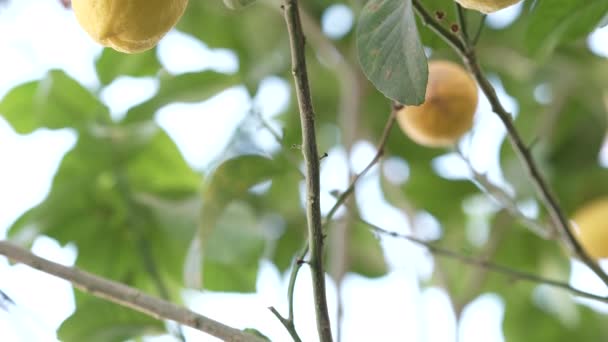 Fas Çekilen Limon Ağacının Dalındaki Olgun Sarı Limonların Yakın Plan — Stok video