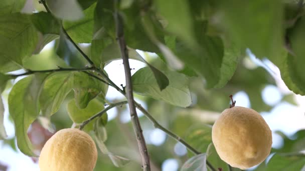 Fas Çekilen Bir Limon Ağacının Dalında Olgun Sarı Limon — Stok video