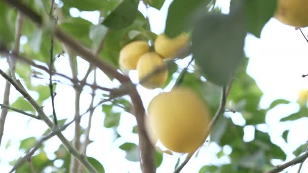 モロッコで撮影された木の枝に熟した黄色のレモンの眺め — ストック動画