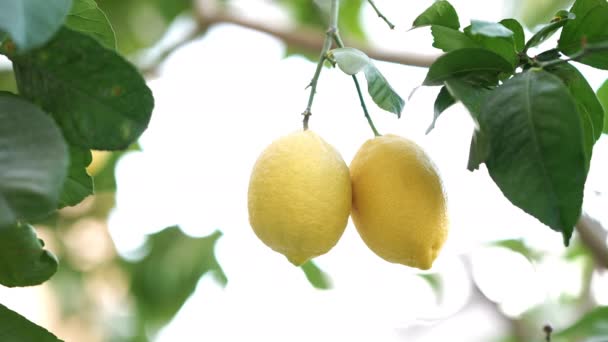 Zbliżenie Dwóch Dojrzałych Żółtych Cytryn Gałęzi Drzewa Cytrynowego Nakręconych Maroko — Wideo stockowe