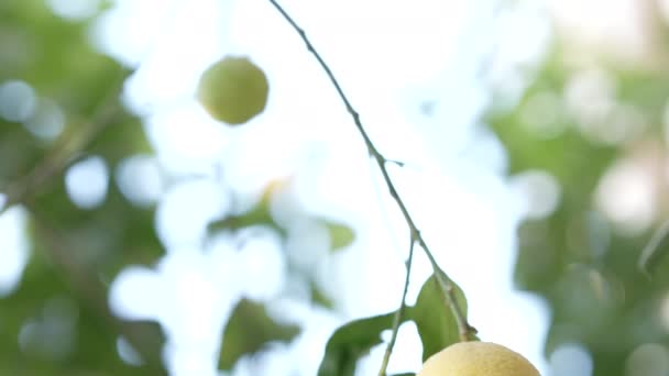Fas Çekilmiş Bir Limon Ağacının Dalında Iki Olgun Sarı Limonun — Stok video