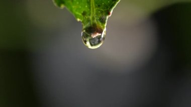 Islak limon yaprağının üzerine bir damla su damlatıyor.