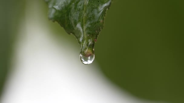 柠檬叶上美丽的水滴Hd — 图库视频影像