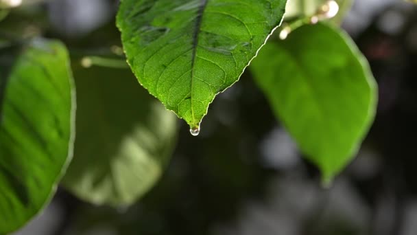 柠檬叶上的水滴 — 图库视频影像